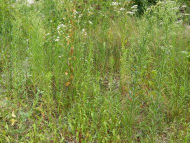 Orman manzara ağaçlar ağaç duvar kağıdı