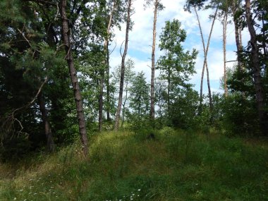 Orman manzara ağaçlar ağaç duvar kağıdı