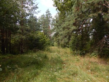 Orman manzara ağaçlar ağaç duvar kağıdı