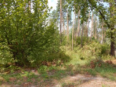 Orman manzara ağaçlar ağaç duvar kağıdı