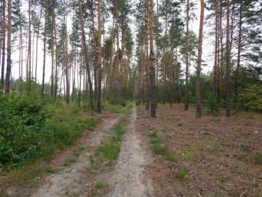Orman manzara ağaçlar ağaç duvar kağıdı