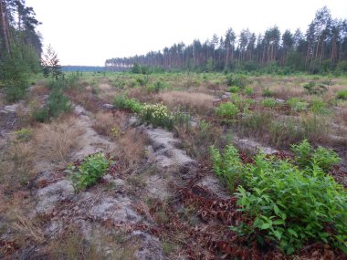 Orman manzara ağaçlar ağaç duvar kağıdı