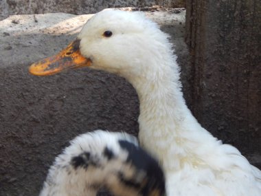 Kaz Çiftliği Tarım