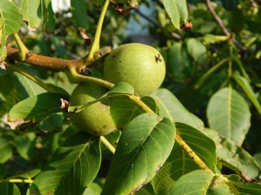 Meyve ve sebze bahçesinde gıda