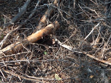 Ahşap doku Kereste ağaç Gaze.