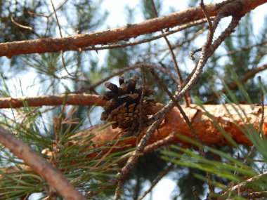 Ahşap doku Kereste ağaç Gaze.