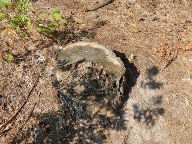 Ahşap doku Kereste ağaç Gaze.