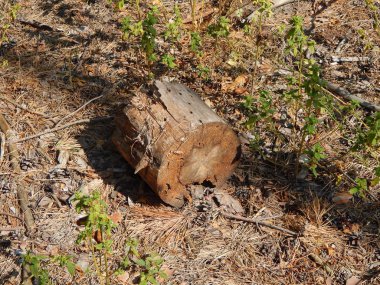 Ahşap doku Kereste ağaç Gaze.
