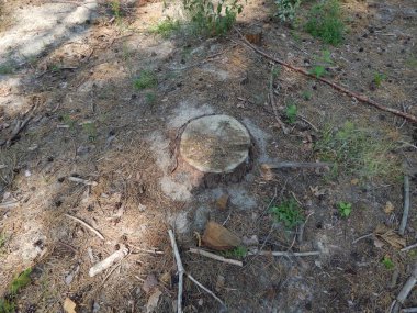 Ahşap doku Kereste ağaç Gaze.