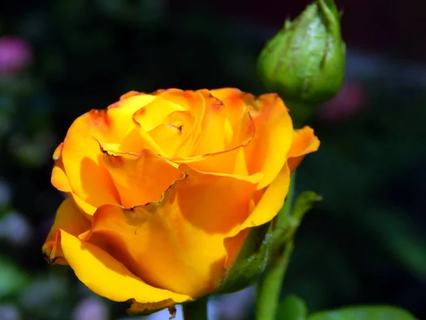 Blommor Trädgården Och Vegetabiliska — Stockfoto