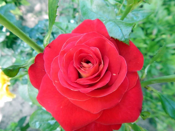 Fleurs Dans Jardin Légumes — Photo