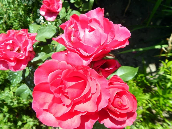 Fleurs Dans Jardin Légumes — Photo