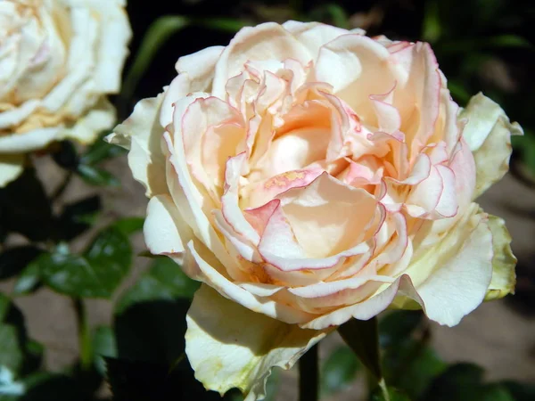 Fleurs Dans Jardin Légumes — Photo