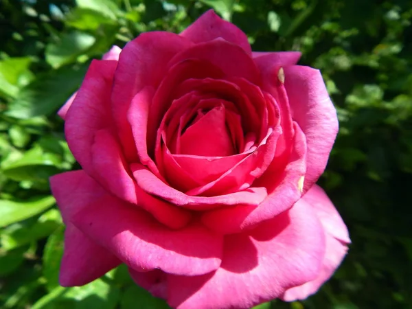 Blommor Trädgården Och Vegetabiliska — Stockfoto