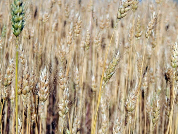 Структура Поля Пшеницы — стоковое фото