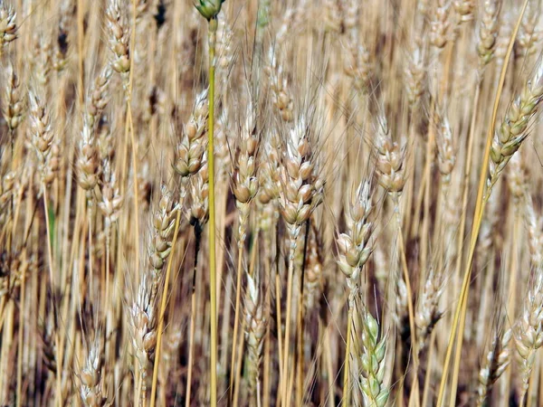 Textura Campo Trigo Feno — Fotografia de Stock