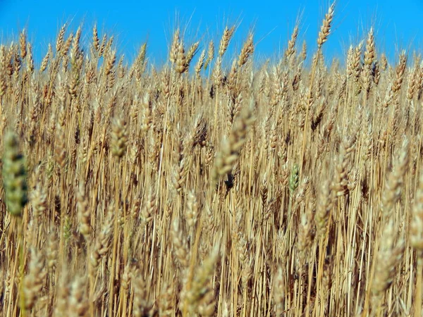 Vete Fält Textur — Stockfoto