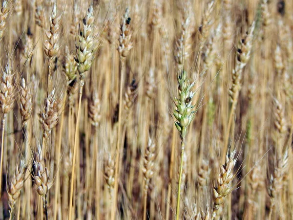 Buğday alan doku saman