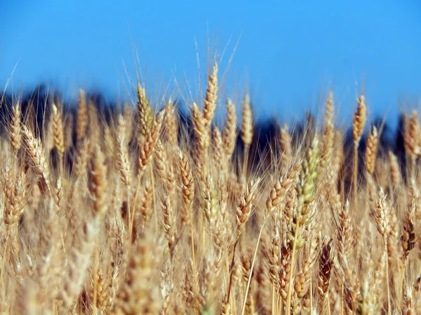 Vete Fält Textur — Stockfoto