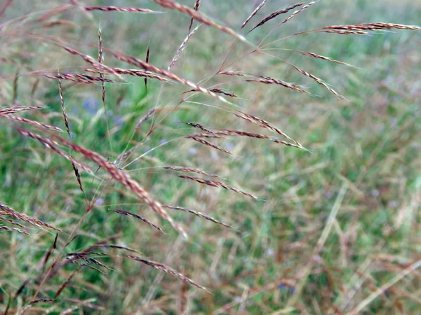 Tarwe Veld Textuur Van Hooi — Stockfoto