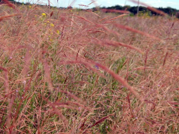 Wheat Field Texture Hay — Stock Photo, Image