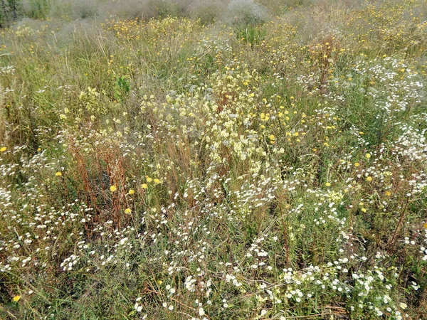Wildflowers Field — Stock Photo, Image