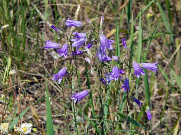 Flores Silvestres Campo — Foto de Stock