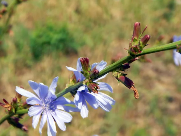 kır çiçekleri On alan