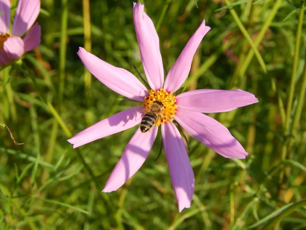 Blumen Strauß Garten Hintergrund Tapete Textur — Stockfoto