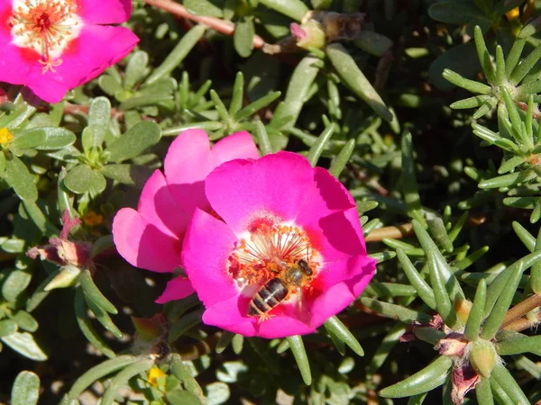 Blumen Strauß Garten Hintergrund Tapete Textur — Stockfoto