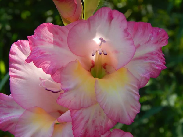 Ramo Flores Fondo Del Jardín Fondo Pantalla Textura — Foto de Stock