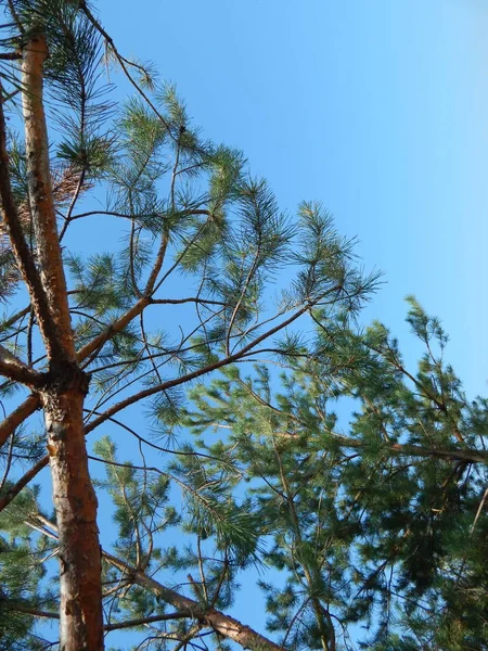 Forest Landscape Trees Wallpaper Tree — Stock Photo, Image