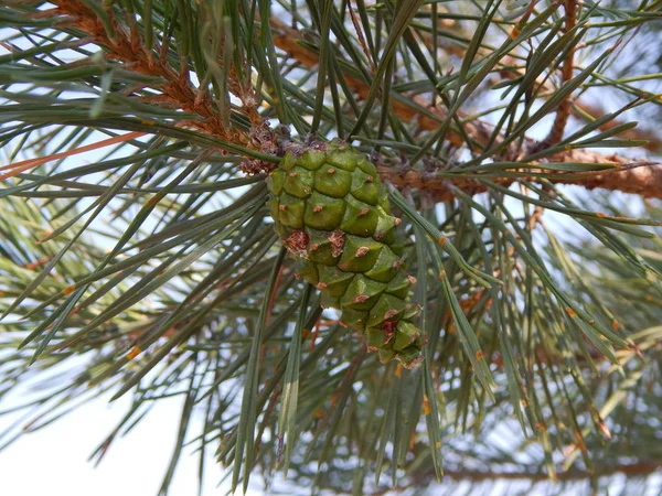 Foresta Paesaggio Alberi Carta Parati Albero — Foto Stock