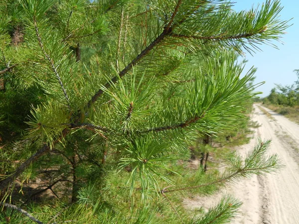 Лісові Ландшафтні Дерева Шпалери Дерево — стокове фото