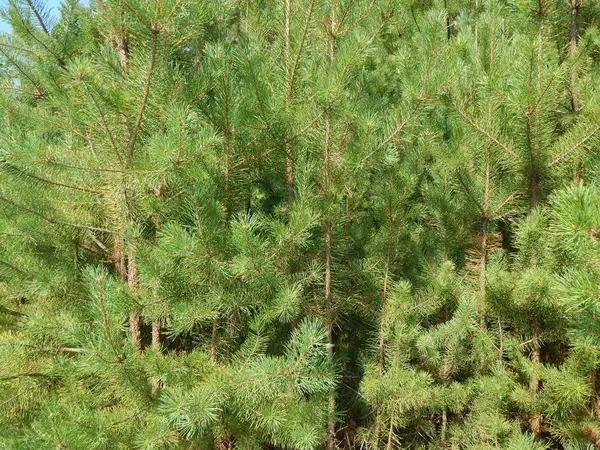 Bosque Paisaje Árboles Fondo Pantalla Del Árbol — Foto de Stock