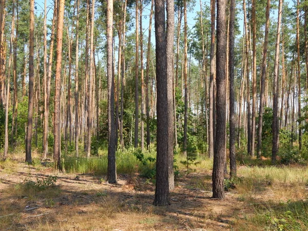 Bosque Paisaje Árboles Fondo Pantalla Del Árbol — Foto de Stock