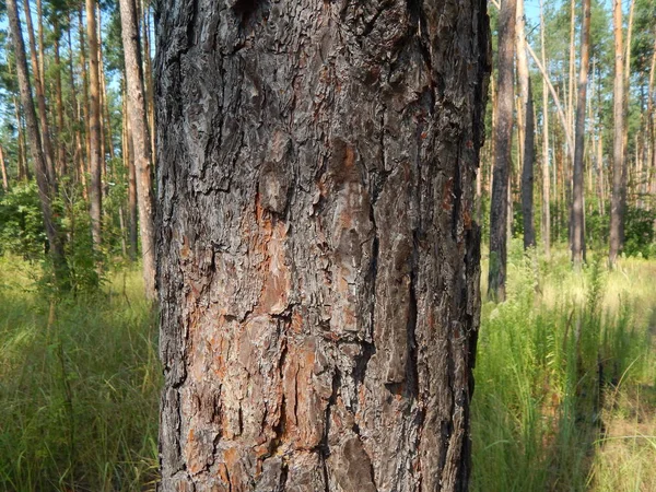 Orman manzara ağaçlar ağaç duvar kağıdı