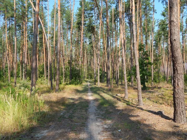 Bosque Paisaje Árboles Fondo Pantalla Del Árbol — Foto de Stock