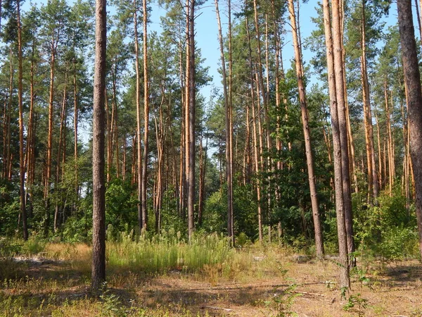 Bosque Paisaje Árboles Fondo Pantalla Del Árbol — Foto de Stock