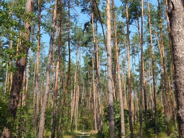 Wald Landschaft Bäume Tapete Der Baum — Stockfoto