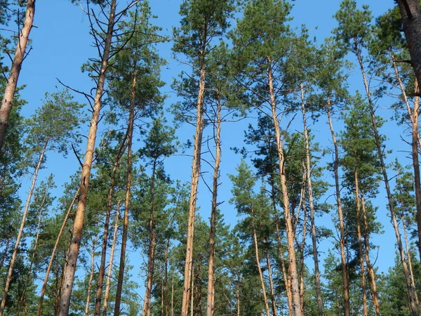 Bosque Paisaje Árboles Fondo Pantalla Del Árbol — Foto de Stock