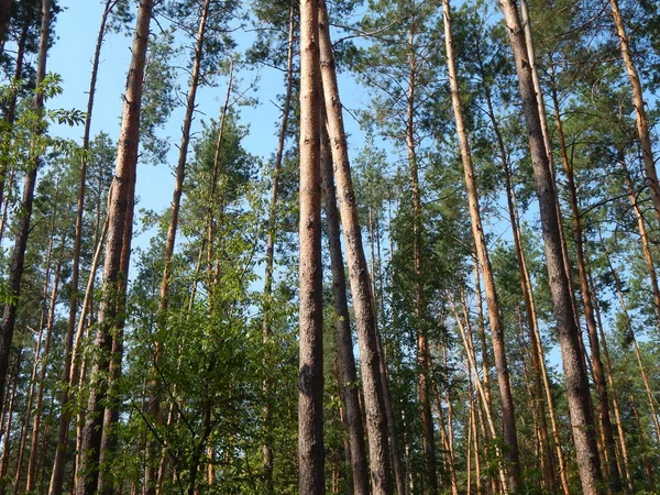 Floresta Árvores Paisagem Papel Parede Árvore — Fotografia de Stock