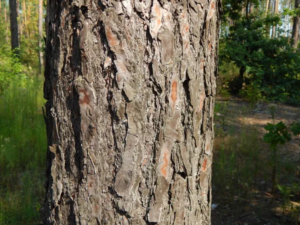 Orman manzara ağaçlar ağaç duvar kağıdı