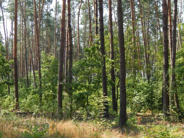 Bosque Paisaje Árboles Fondo Pantalla Del Árbol —  Fotos de Stock