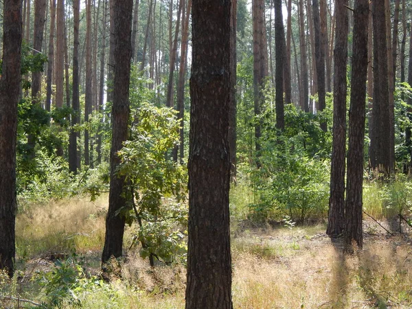 Bosque Paisaje Árboles Fondo Pantalla Del Árbol — Foto de Stock