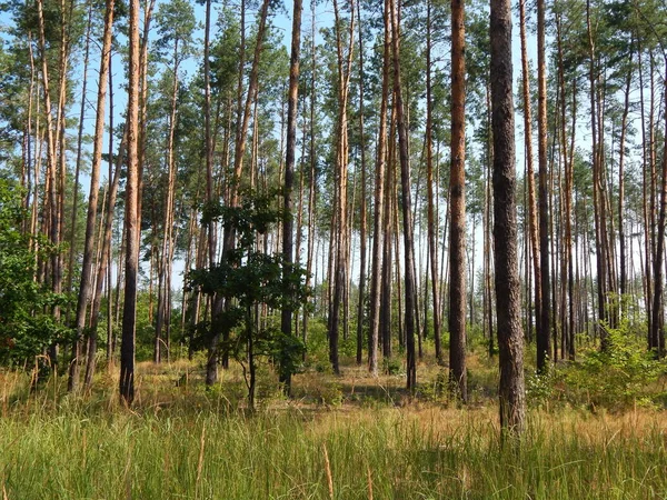 Bosque Paisaje Árboles Fondo Pantalla Del Árbol — Foto de Stock