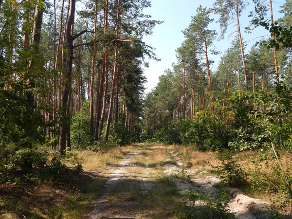 Wald Landschaft Bäume Tapete Der Baum — Stockfoto