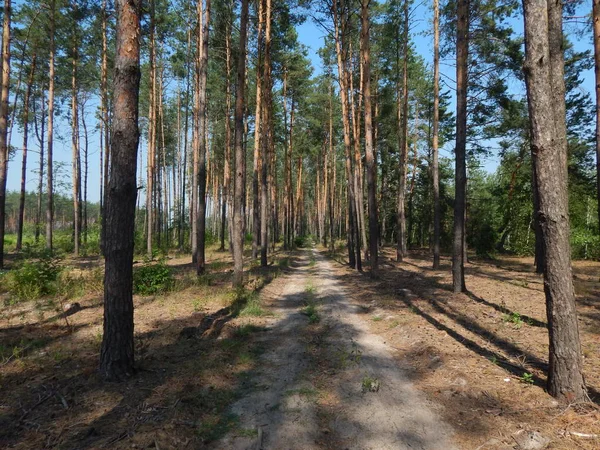 Floresta Árvores Paisagem Papel Parede Árvore — Fotografia de Stock