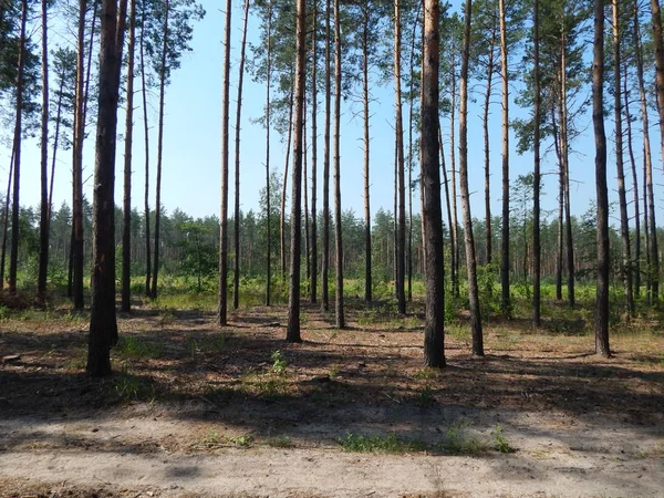 Wald Landschaft Bäume Tapete Der Baum — Stockfoto