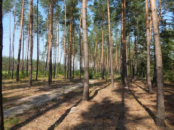 Foresta Paesaggio Alberi Carta Parati Albero — Foto Stock